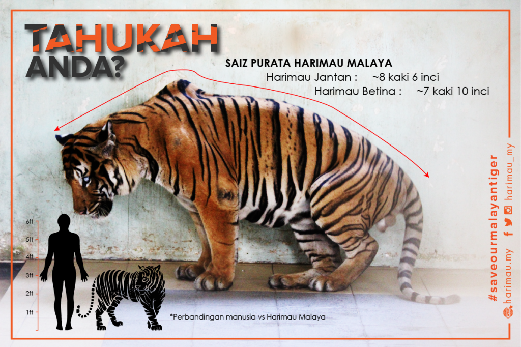 SHM Digital Poster 31Okt Tiger Size 11